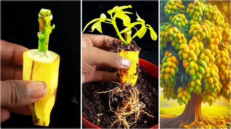 Best Way To Grow Mango Tree From Cutting With Banana How To Grow