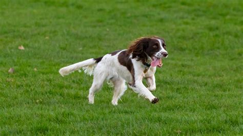 Springer Spaniel Prix De Ce Chien Caract Re Sant Alimentation