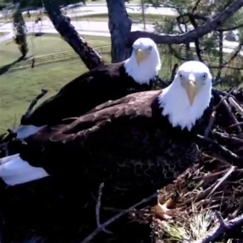 Eagle Cam - Live Feed | Bald eagle, Eagle cam, Eagle pictures
