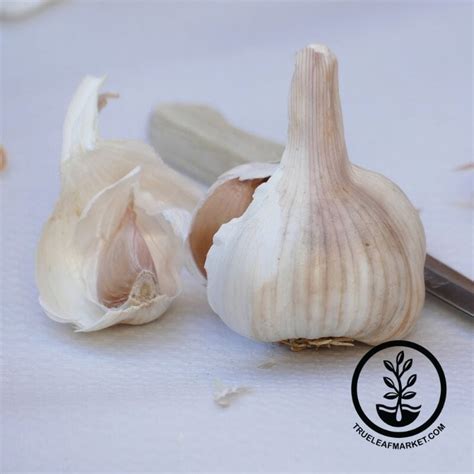 Garlic Bulbs | Softneck - Nootka Rose | True Leaf Market Seed Company