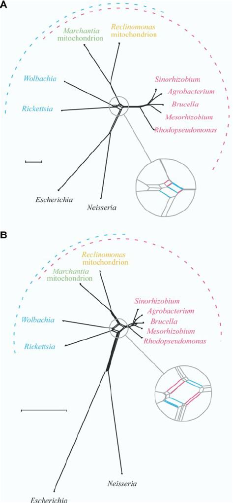 Mitochondrial Evolution Using Concatenated Alignments Networks of ... 