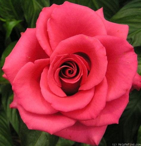 Hot Princess Rose Hybrid Tea Roses Beautiful Rose Flowers Pansies Flowers