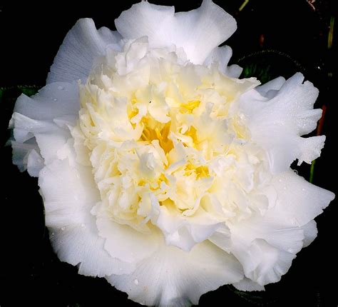 White Camellia Varieties - Update 2023