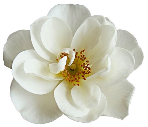 White Dogwood Rose By Jeanicebartzen27 On Deviantart