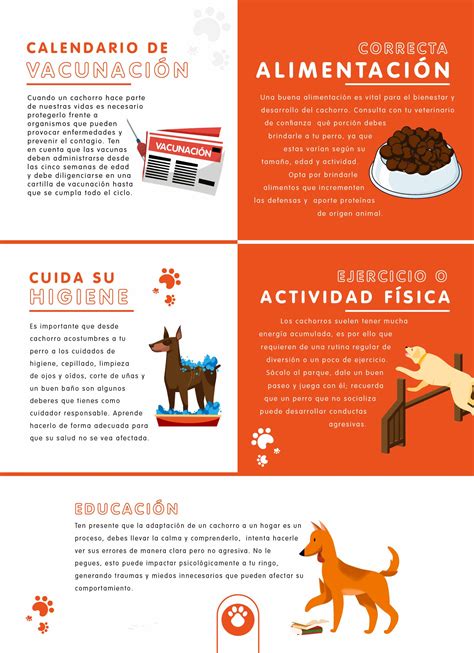 Consejos Para Cuidar La Salud De Tu Perro Doncomo ️