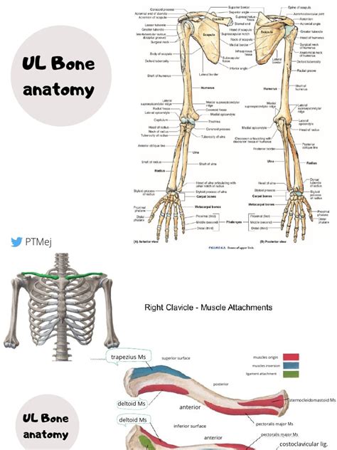 ul anatomy  thumb finger