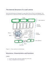 Understanding the Leaf Lamina: Structure, Functions & More | Course Hero