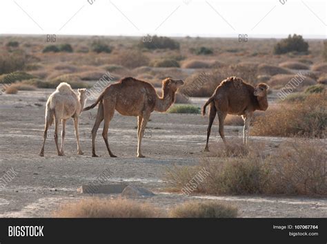 Camels Desert Image & Photo (Free Trial) | Bigstock