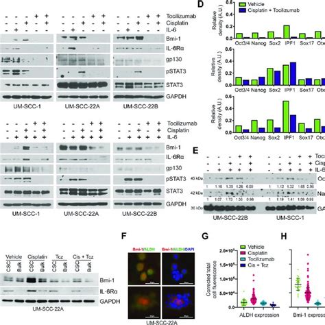 Tocilizumab Inhibits Cancer Stemness In A Cisplatin Resistant Xenograft