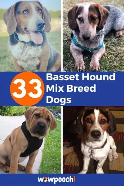 31+ Basset Hound Mix Breed Dogs - WowPooch