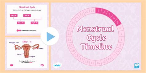 Menstrual Cycle Timeline Powerpoint Teacher Made