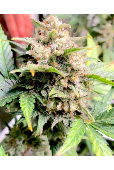 Semillas Super Skunk Autoflorecientes Seedstockers Oficial