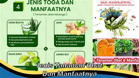 Temukan Manfaat Rahasia Tanaman Obat Yang Jarang Diketahui