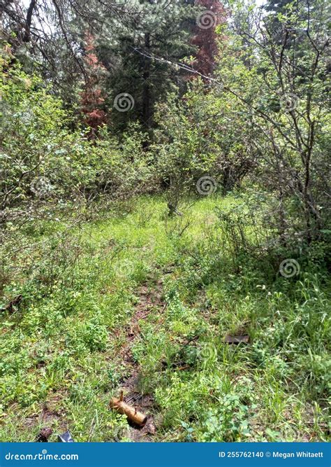 A Deer Path Through The Underbrush Stock Photo Image Of Underbrush