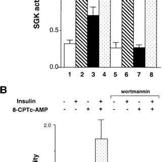 Effects Of H And Wortmannin Upon Regulation Of Sgk Activity Cells