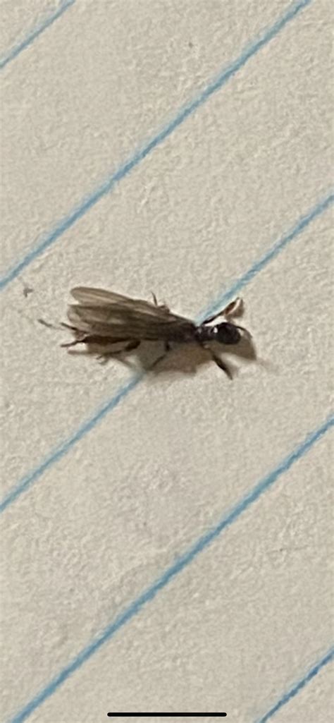 Is this an earwig? : r/Entomology