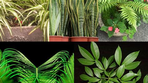 5 plantas que absorben el calor y purifican el aire Yo Soi Tú