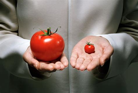 Genetic Modification Of Tomatoes Photograph By Coneyl Jay Science Photo