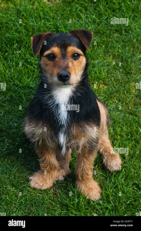 Yorkshire Terrier Jack Russell Mix