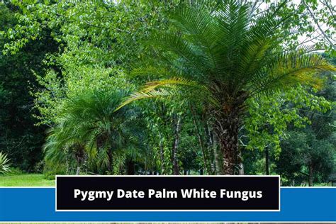 Pygmy Date Palm White Fungus Causes And Remedy