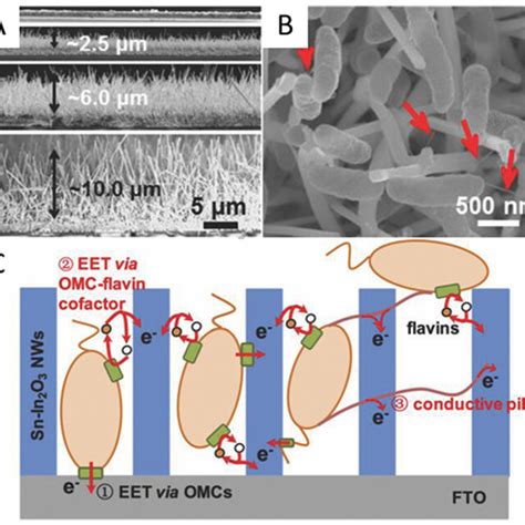 A Cross Section Sem Images Of The Flat Fto Film And Sinw Fto With The