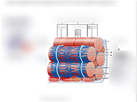 Myofibrils diagram (figure 9.5)* Diagram | Quizlet