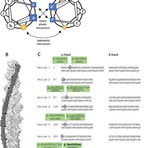 A Tropomyosins form α helical coiled coil dimers via a seven residue