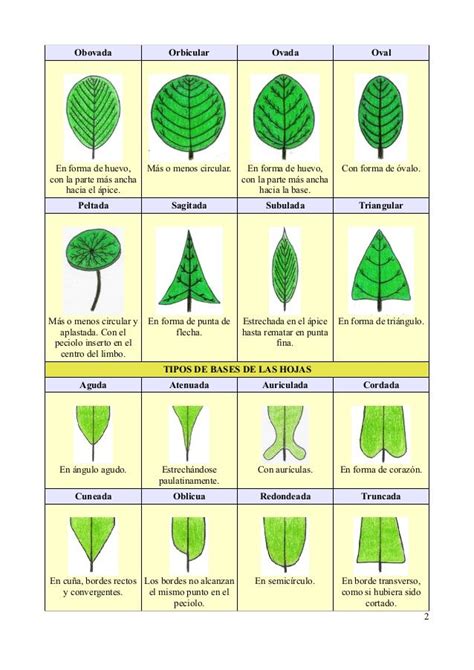 Tipos De Hojas