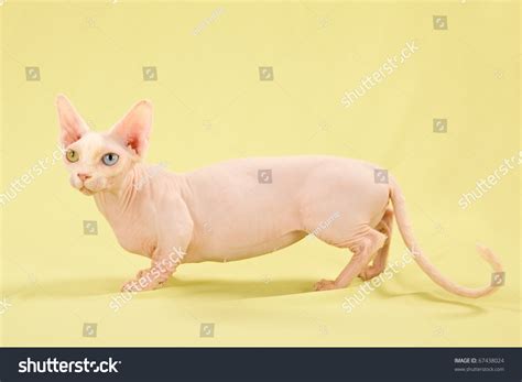 Munchkin Cross Sphynx Bambino Cat Stock Photo 67438024 : Shutterstock