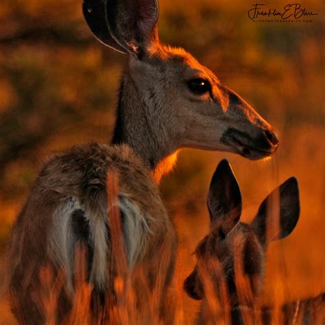 Mule Deer Doe and Fawn - Bliss Photographics Deer