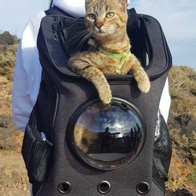 79 Cat backpack Tips and Advices ideas in 2021 | adventure cat, cat ...