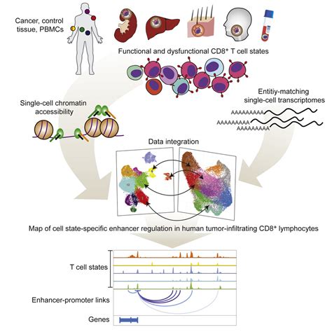 Integrated Single Cell Profiling Dissects Cell State Specific Enhancer