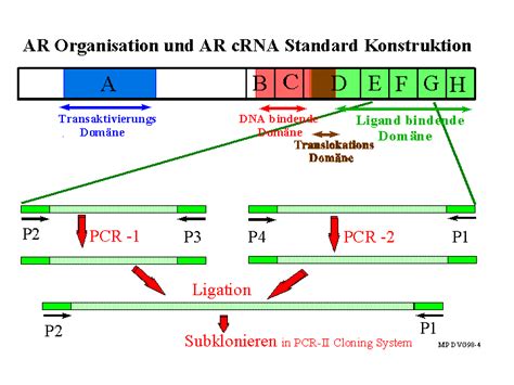 Bioinformatics Pcr Efficiency In Real Time Pcr