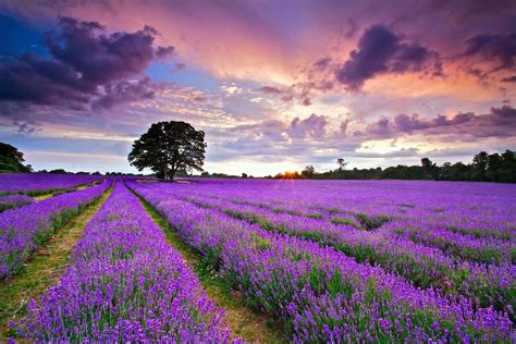 Landscape Lavender Wallpapers - Top Free Landscape Lavender Backgrounds ...