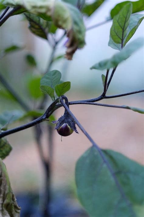 What Agroforestry Means And Why We Support It