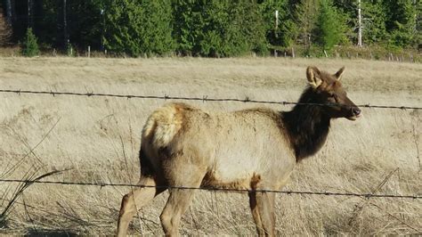 Elk Near Brinnon YouTube