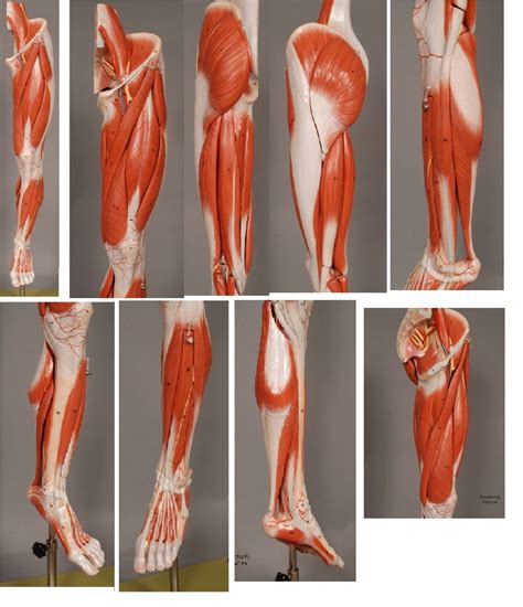 Biol Lab Leg Muscles Final Diagram Quizlet