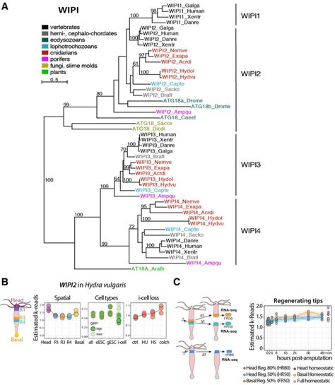 Figure S16 Phylogenetic And Expression Analysis Of WIPI2 In Hydra