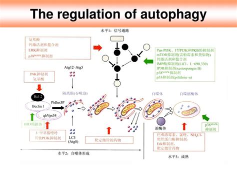 PPT - Autophagy and Immunity PowerPoint Presentation, free download ...