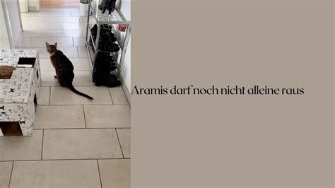 Aramis Darf Noch Nicht Alleine Raus Katzen Katzenaufyoutube Katze