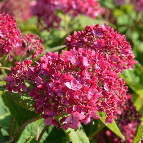 Pallohortensia Ruby Annabelle Mustila Puutarha