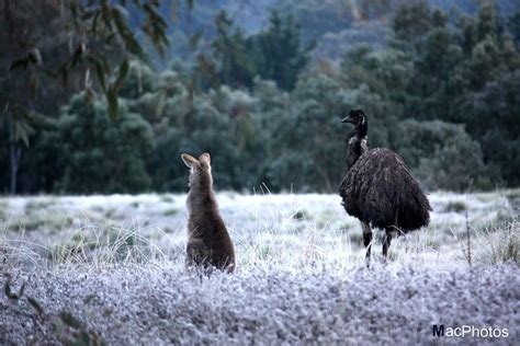 Emus And Kangaroos