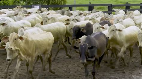 Hoje Mb Leil Es Realiza Tradicional Leil O De Gado De Corte Sba