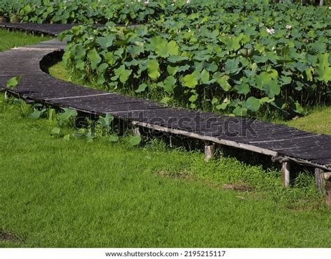 Curved Wooden Walkway Green Field Stock Photo 2195215117 Shutterstock