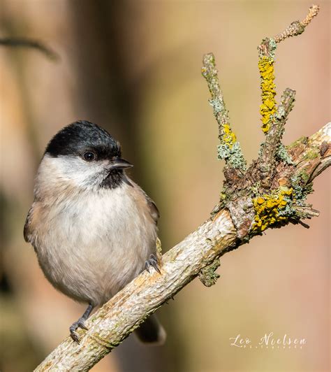 Poecile Palustris The Marsh Tit Poecile Palustris Is A Pa Flickr