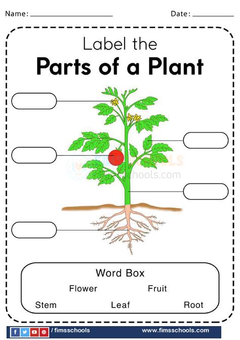 Parts Of A Plant For Kindergarten