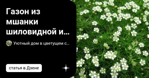 Газон из мшанки шиловидной и другие способы ее использовать ...