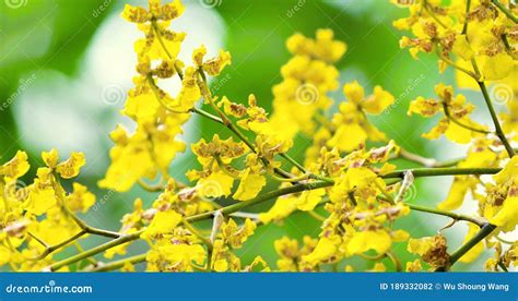 Lovely Flowers Oncidium Dancing Orchid Stock Footage Video Of