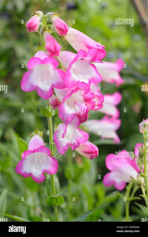 Penstemon Pensham Laura Beard Tongue Displaying Distinctive Pink And