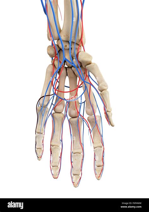 Human hand veins and arteries, computer illustration Stock Photo - Alamy